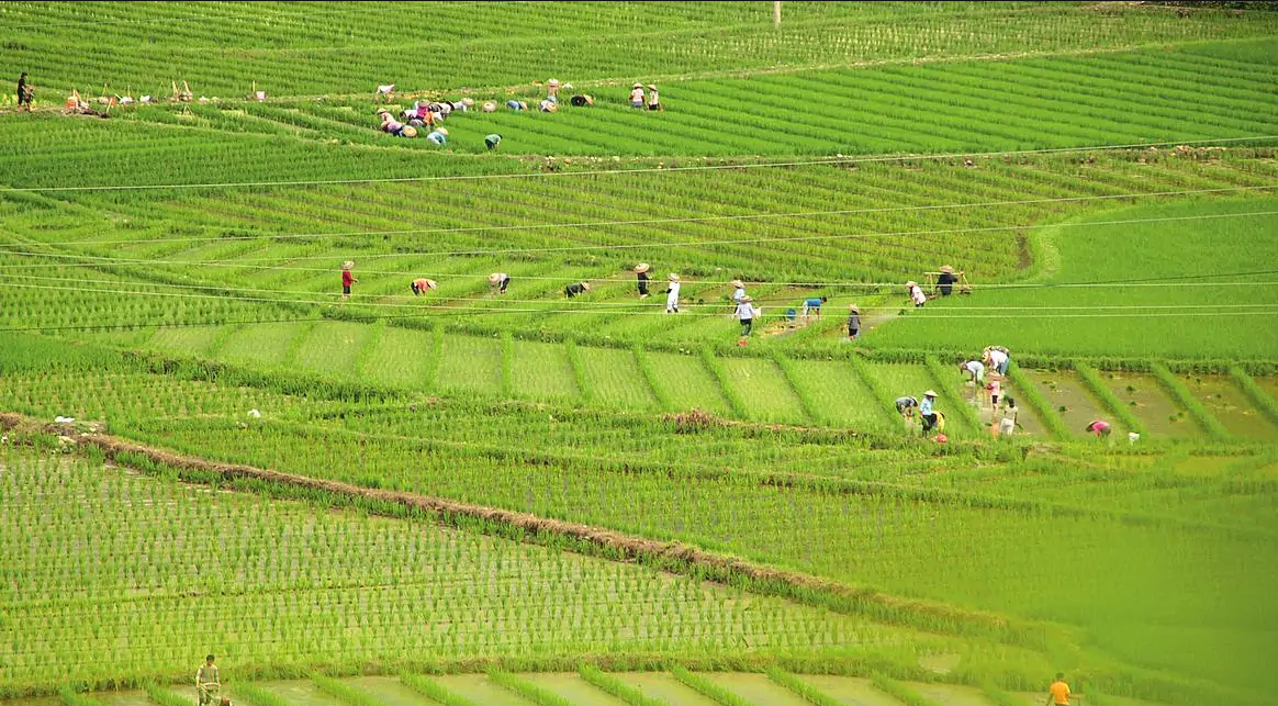 江西有机富硒大米(富硒大米好在哪)-硒宝网