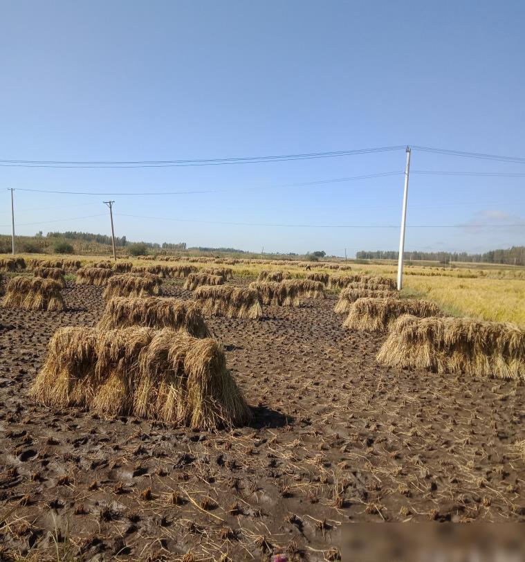 富硒大米哪里靠谱(富硒优质大米)-硒宝网