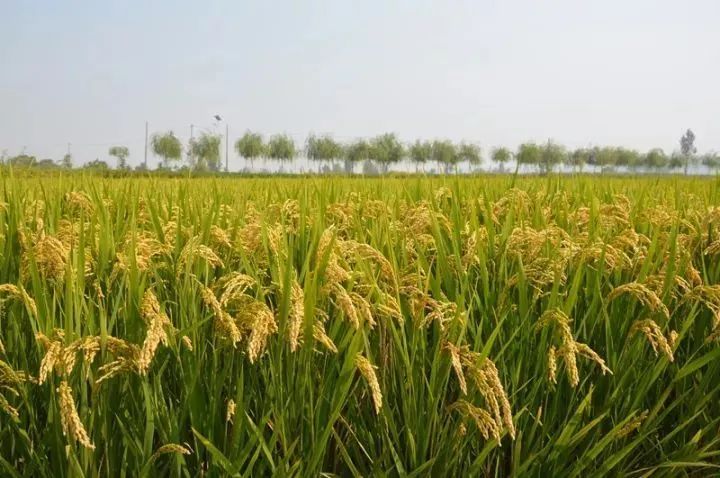 富硒大米红水变色(大米变色红富硒水可以喝吗)-硒宝网