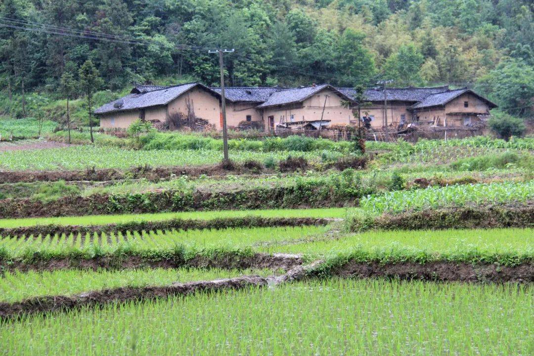 淄博富硒大米价格(富硒大米哪里有卖)-硒宝网