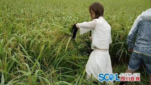 僰王山 富硒大米(富硒大米视频功效)-硒宝网