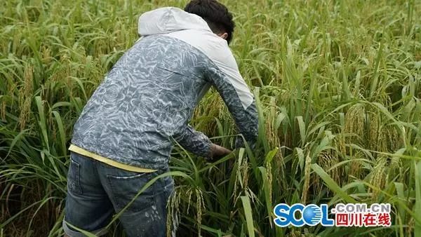 僰王山 富硒大米(富硒大米视频功效)-硒宝网