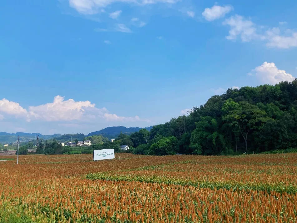 富硒大米网络营销(大米营销富硒网络营销策略)-硒宝网