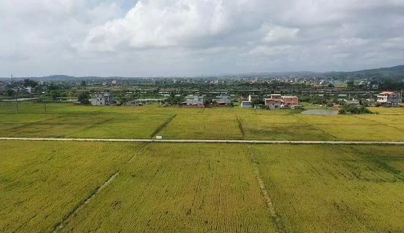 福珍富硒大米基地(珍品富硒大米)-硒宝网