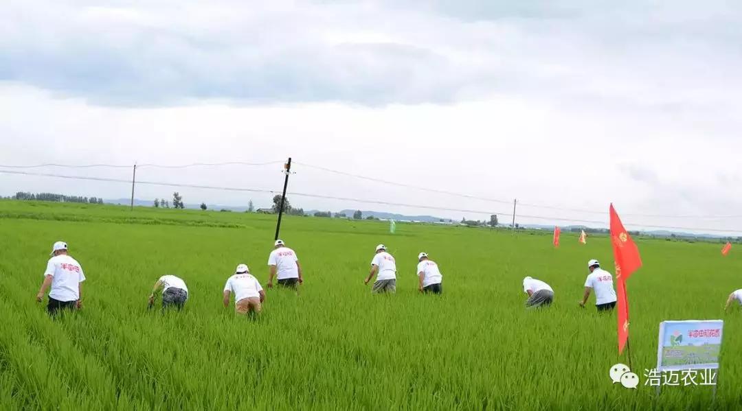 富硒大米胚芽鲜米(富有机硒胚芽米)-硒宝网