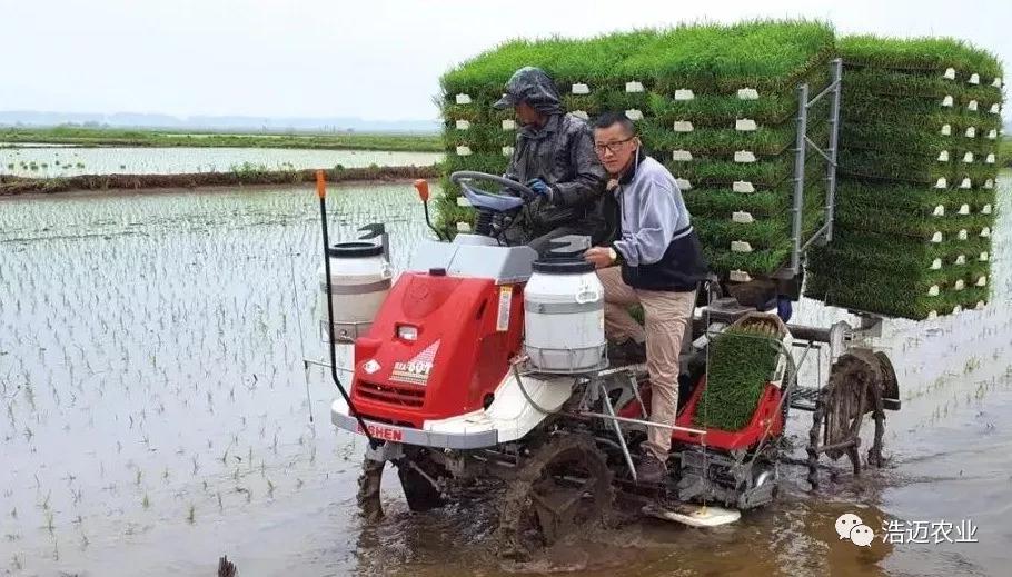 富硒大米胚芽鲜米(富有机硒胚芽米)-硒宝网