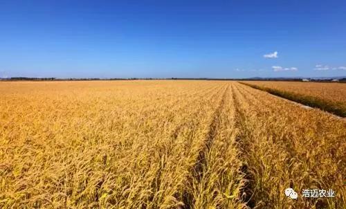 富硒大米胚芽鲜米(富有机硒胚芽米)-硒宝网