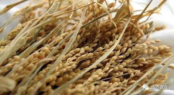 富硒大米胚芽鲜米(富有机硒胚芽米)-硒宝网