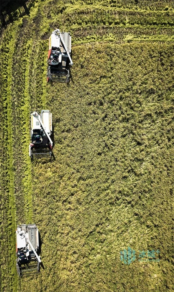 去郧县领富硒大米（富硒大米好在哪）-硒宝网