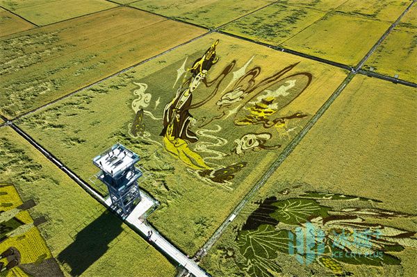 去郧县领富硒大米（富硒大米好在哪）-硒宝网