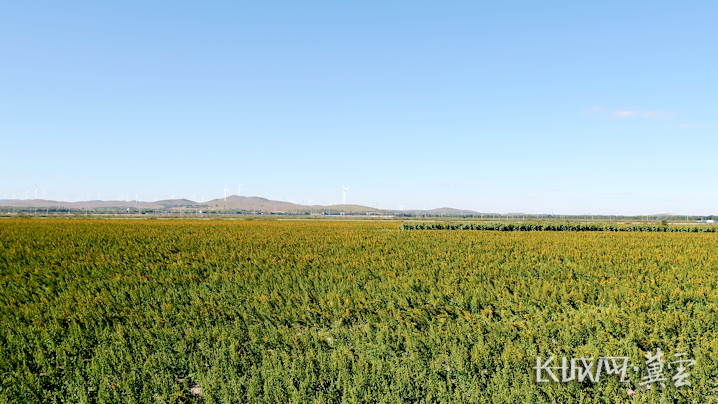 康恩农业富硒大米(富硒大米骗局)-硒宝网