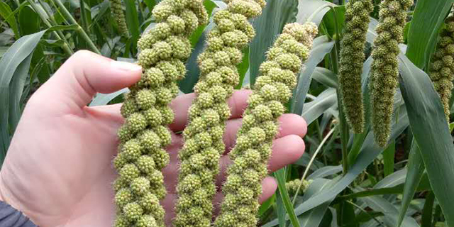 富硒大米种植选地（富硒大米产量）-硒宝网