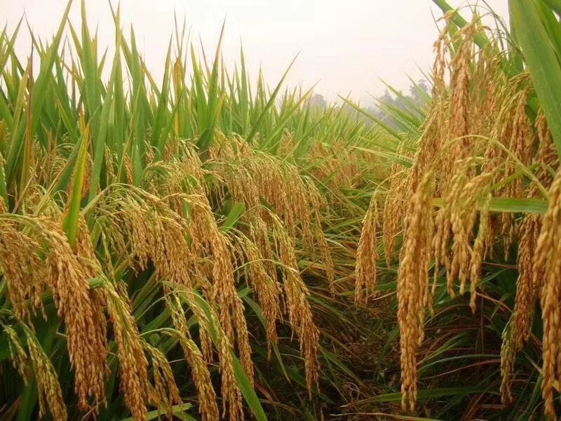 江西赣溪富硒大米（江西宜春富硒大米）-硒宝网