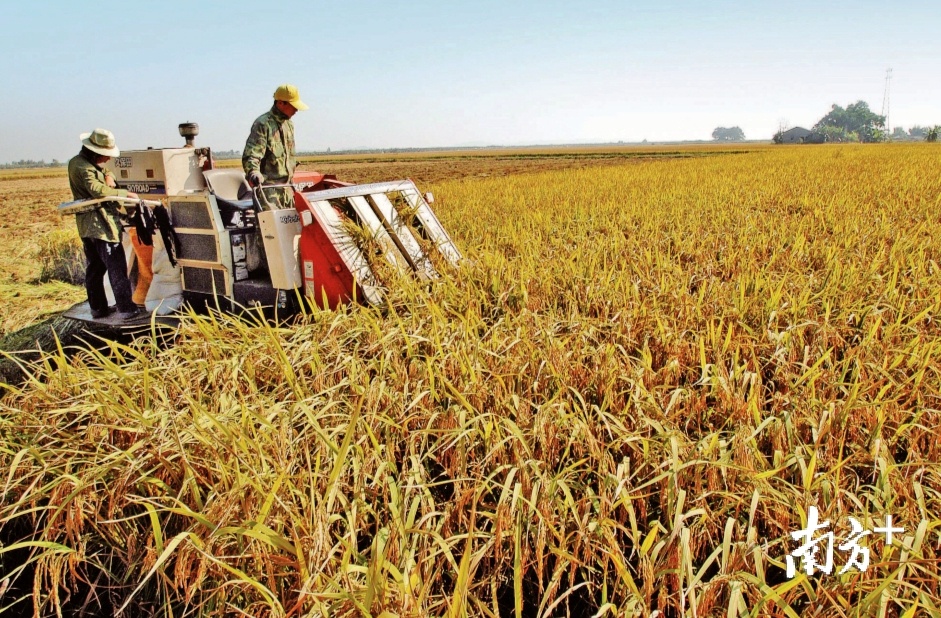 江西赣溪富硒大米（江西宜春富硒大米）-硒宝网