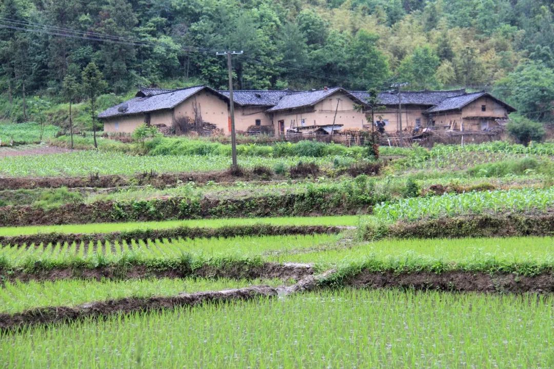 景阳高价富硒大米(景阳富硒大米多少钱一斤)-硒宝网