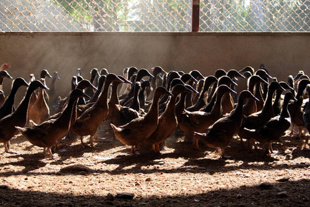宏胜富硒大米产地（中国天然富硒大米产地）-硒宝网