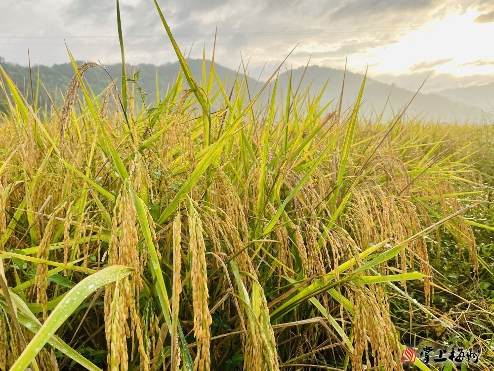 双阳石溪富硒大米（富硒大米2.5公斤价格）-硒宝网