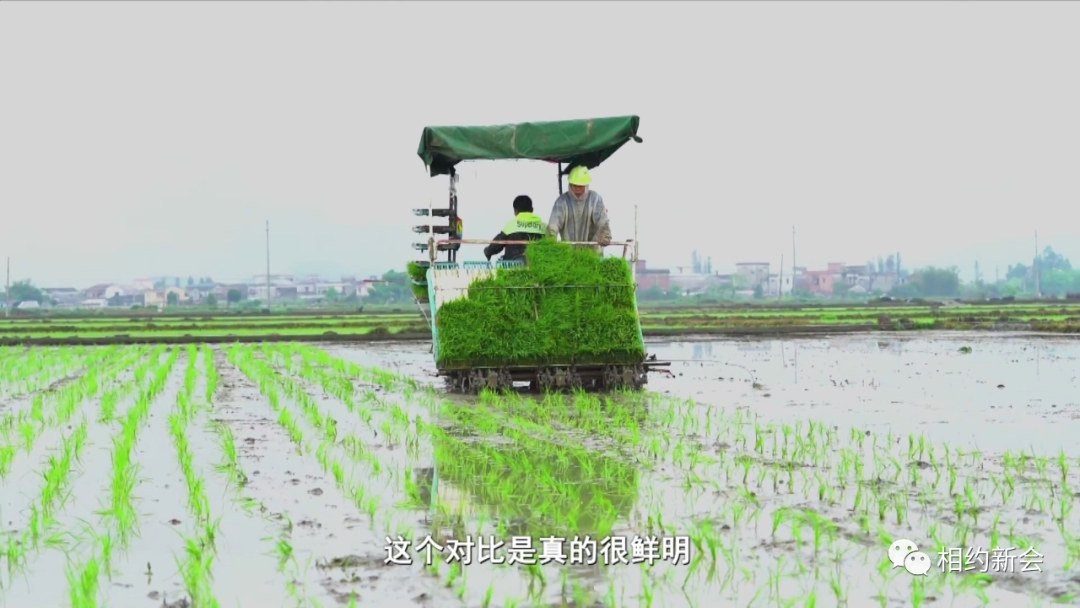 大米富硒后的好处（富硒大米吃多了会中毒吗）-硒宝网