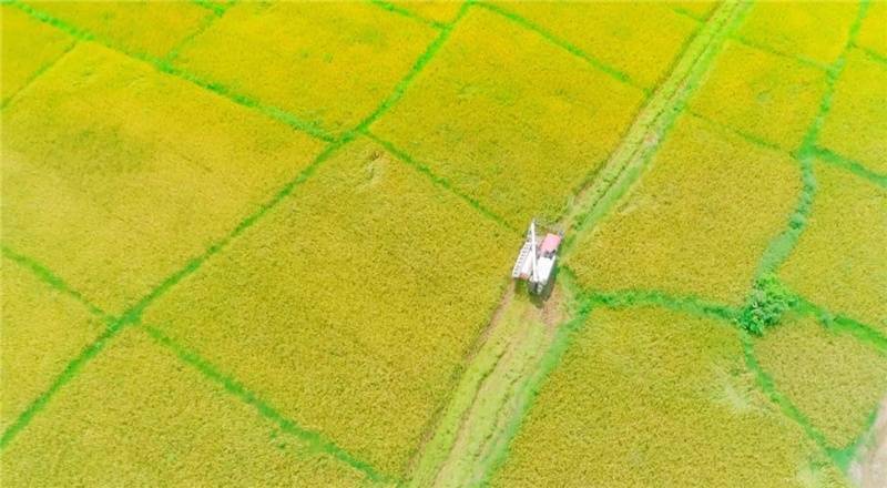 富硒大米产地广西（广西富硒大米价格）-硒宝网