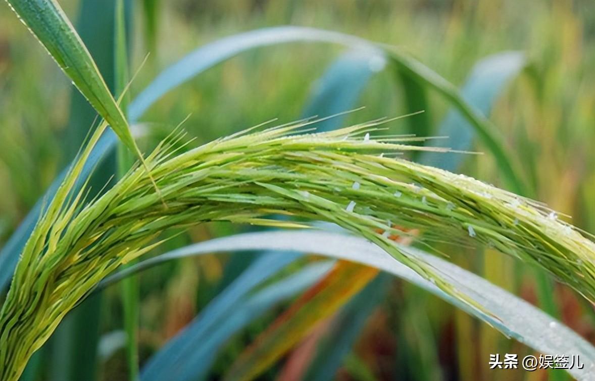 富硒大米需要买吗(大米买富硒需要泡多久)-硒宝网