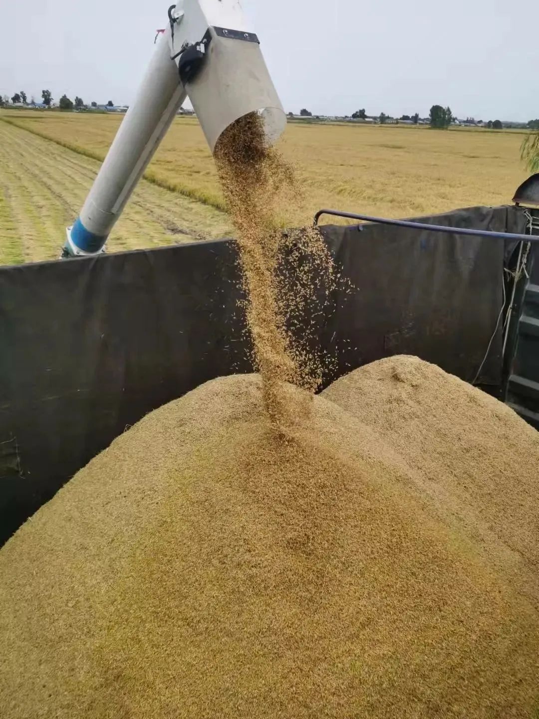 大米富硒后的好处(大米好处富硒后怎么吃)-硒宝网