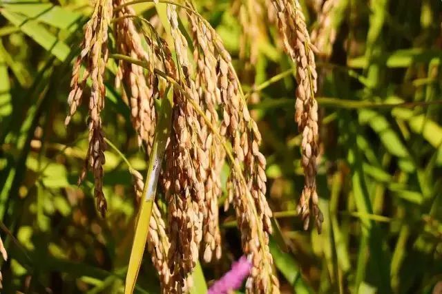 大米富硒后的好处(大米好处富硒后怎么吃)-硒宝网