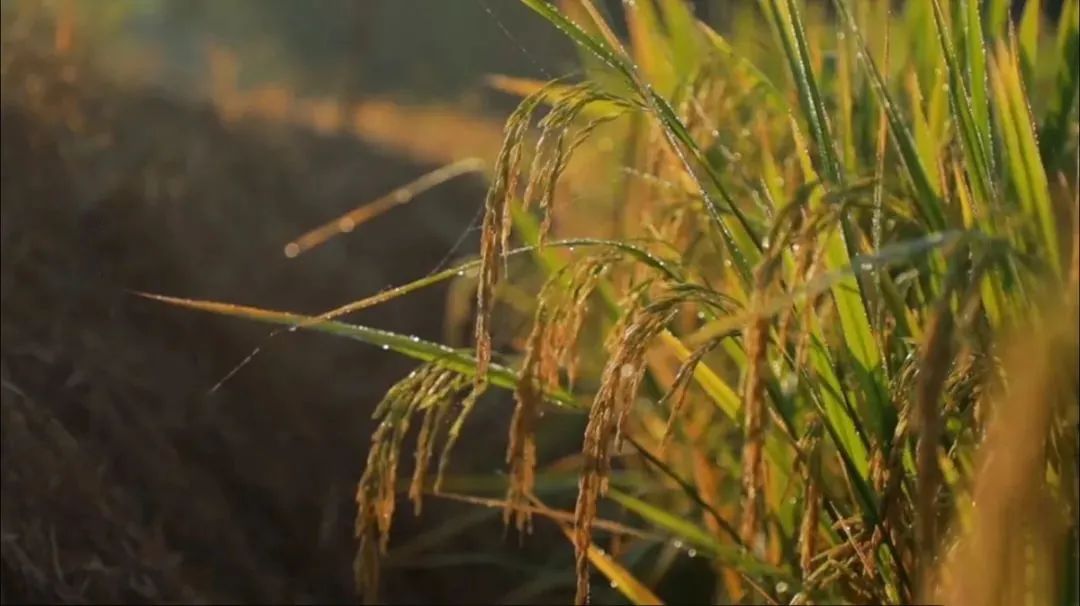 富硒米比大米好吗(大米米富硒好吃吗)-硒宝网