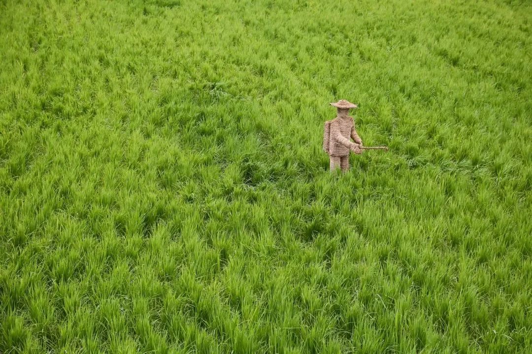 富硒米比大米好吗(大米米富硒好吃吗)-硒宝网