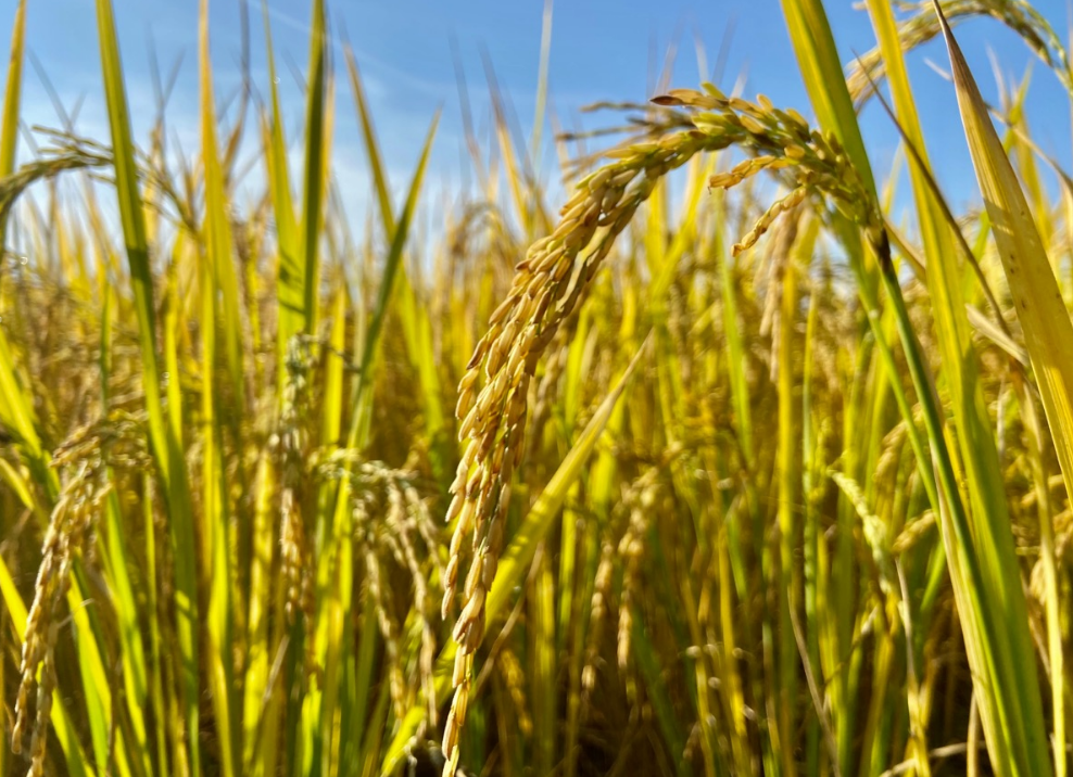 富硒米比大米好吗(大米米富硒好吃吗)-硒宝网