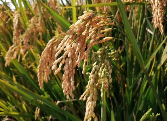 富硒米比大米好吗(大米米富硒好吃吗)-硒宝网