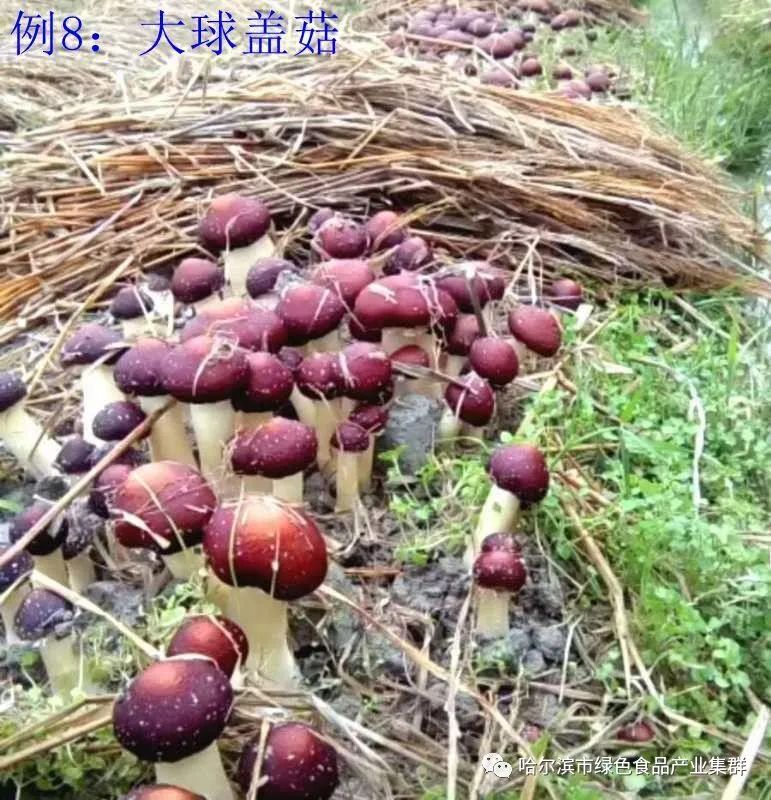 东北富硒钙锌大米（大米钙锌东北富硒含量）-硒宝网