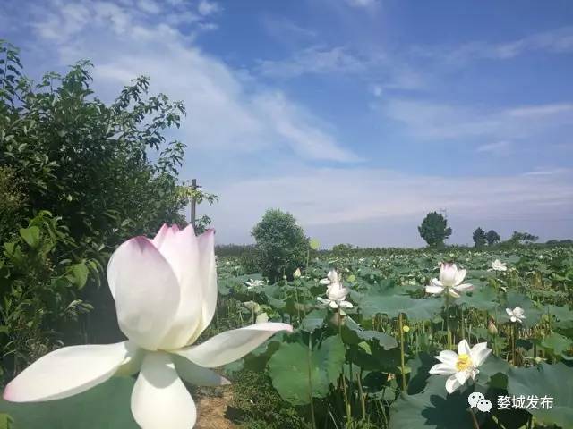 富硒大米买哪家的（富硒的大米）-硒宝网