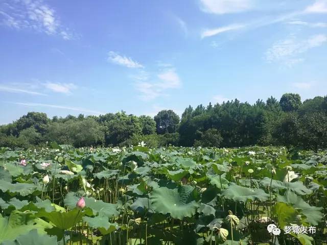 富硒大米买哪家的（富硒的大米）-硒宝网