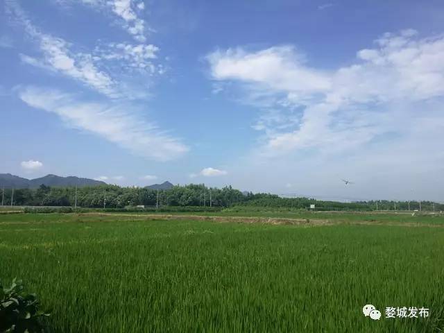 富硒大米买哪家的（富硒的大米）-硒宝网