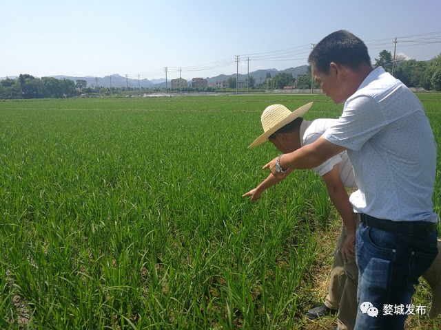 富硒大米买哪家的（富硒的大米）-硒宝网