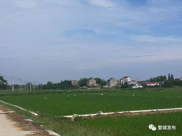 富硒大米买哪家的（富硒的大米）-硒宝网