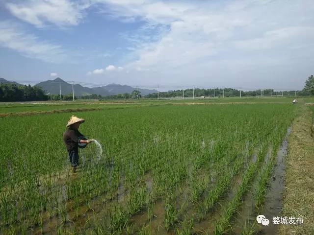 富硒大米买哪家的（富硒的大米）-硒宝网