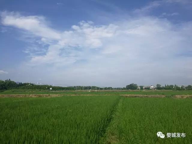 富硒大米买哪家的（富硒的大米）-硒宝网