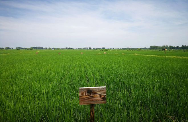 哪里产富硒大米好（富硒大米中的硒指的是什么）-硒宝网