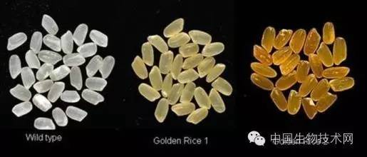 富硒大米是转基因（富硒大米中的硒是怎么来的）-硒宝网