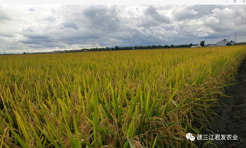 大米富硒后的好处(大米好处富硒后能吃吗)-硒宝网