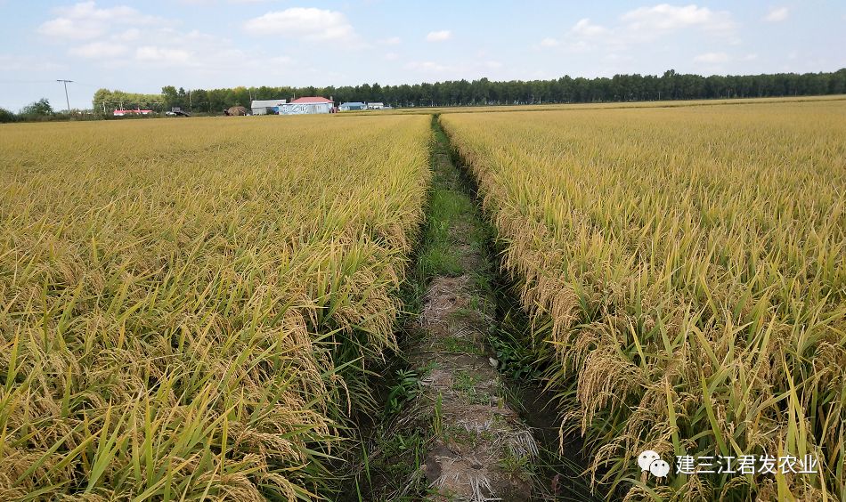 大米富硒后的好处(大米好处富硒后能吃吗)-硒宝网