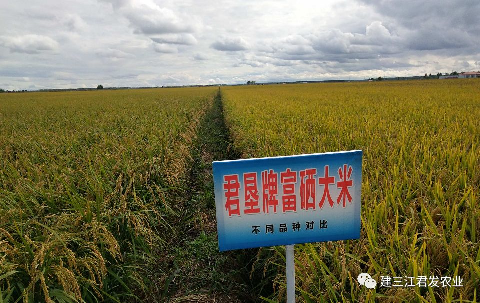 大米富硒后的好处(大米好处富硒后能吃吗)-硒宝网