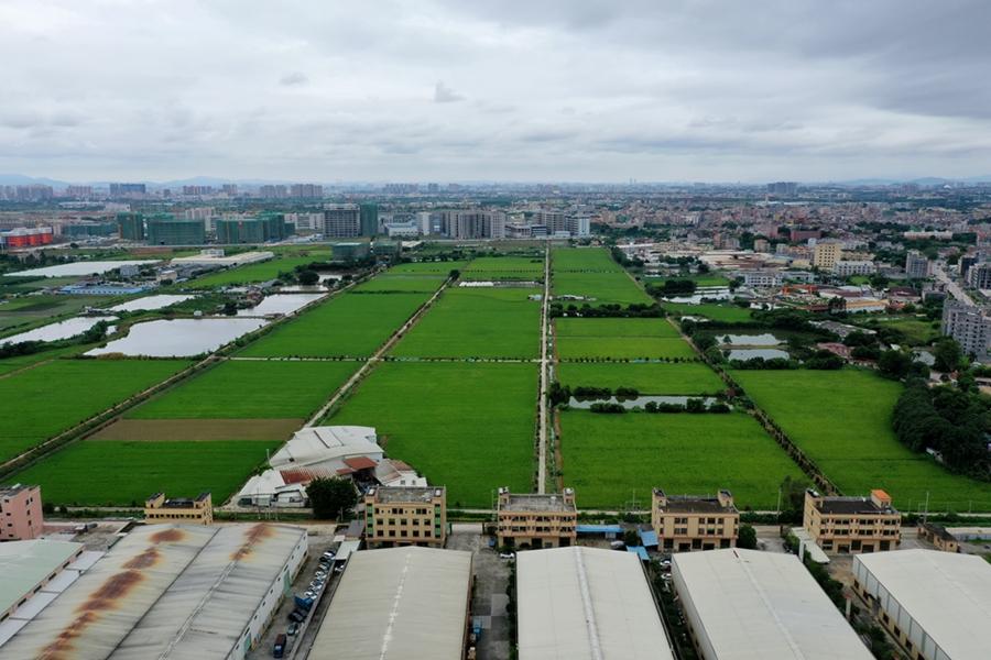 石湾富硒大米价格(富硒大米多少钱一袋)-硒宝网