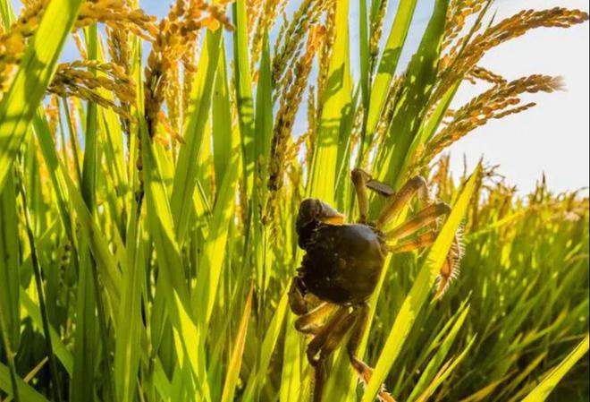 茗越家乡富硒大米(富硒优质大米)-硒宝网