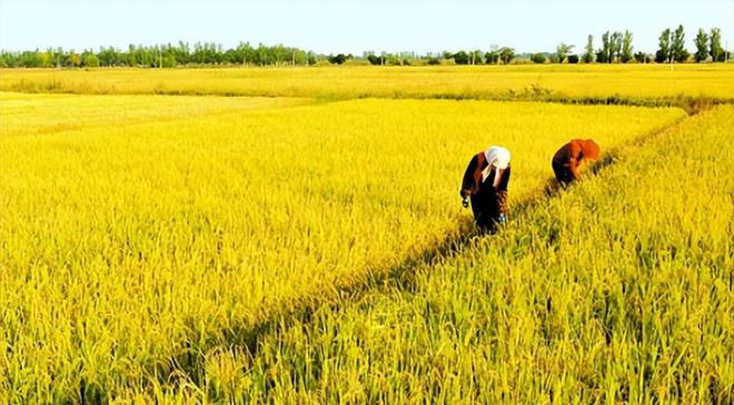 茗越家乡富硒大米(富硒优质大米)-硒宝网