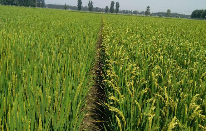 茗越家乡富硒大米(富硒优质大米)-硒宝网