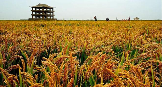 茗越家乡富硒大米(富硒优质大米)-硒宝网