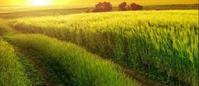 茗越家乡富硒大米(富硒优质大米)-硒宝网