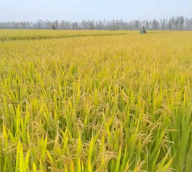 茗越家乡富硒大米(富硒优质大米)-硒宝网